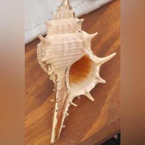 “Spiny Murex” Echinate Spiky Conch Shell Mermaid Beach Ocean Gold Dipped Earring - Picture 15 of 16